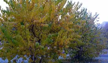 Schwarzer Maulbeerbaum