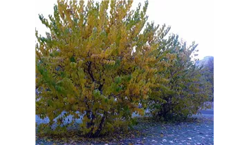Schwarzer Maulbeerbaum