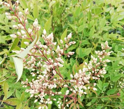 Nandina domestica
