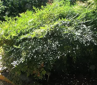 Nandina domestica