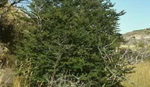 Scheinbuche