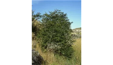 Scheinbuche