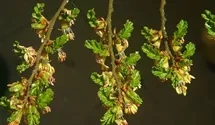 Scheinbuche