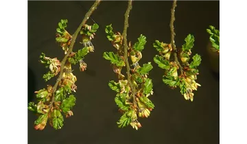 Scheinbuche
