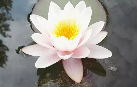 Nymphaea 'Gladstoniana'