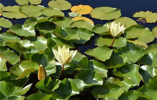Nymphaea 'Marliacea Chromatella'