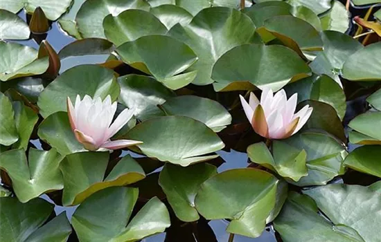 Nymphaea 'Marliacea Rosea'