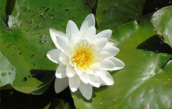 Nymphaea alba
