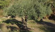 Olivenbaum