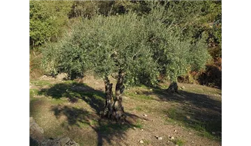 Olivenbaum