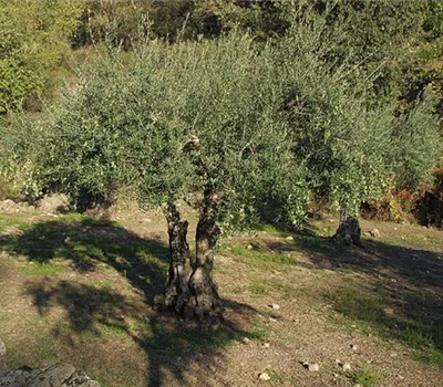 Olea europaea