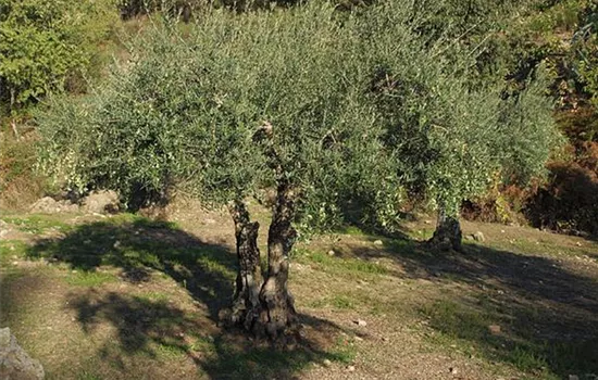 Olea europaea