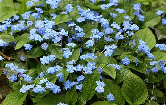 Omphalodes verna