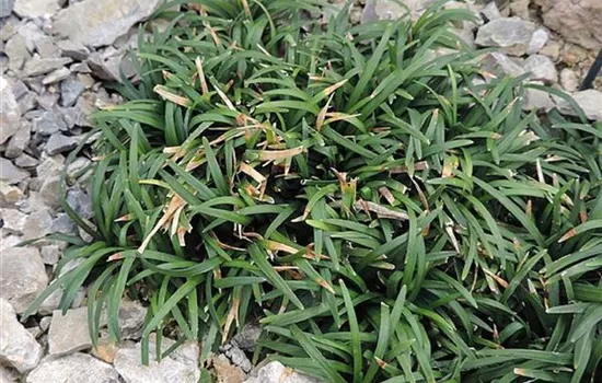 Ophiopogon japonicus 'Minor'