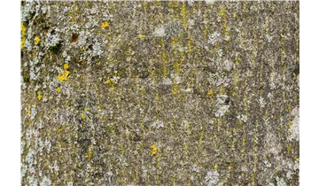 Gemeine Esche