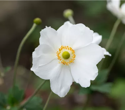 Anemone hybrida (x) 'Honorine Jobert'