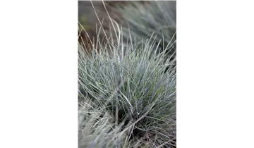 Blauschwingel