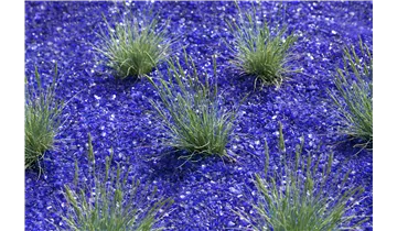 Blauschwingel
