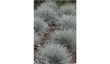 Blauschwingel