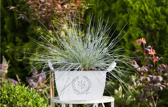 Festuca glauca 'Azurit'