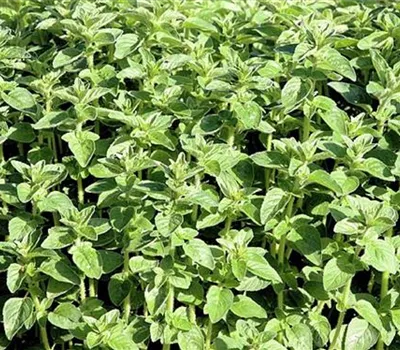 Origanum vulgare