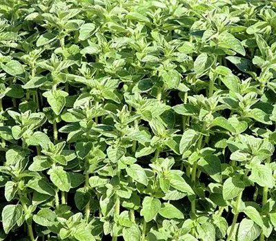 Origanum vulgare