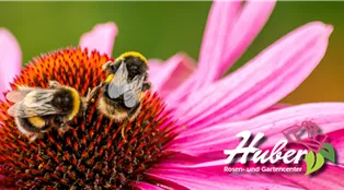 Banner Facebook 20232.png