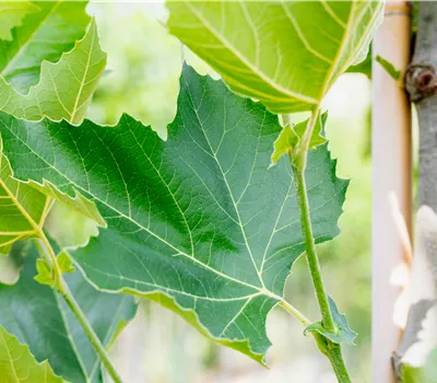 Platanus hispanica (x) Spalier