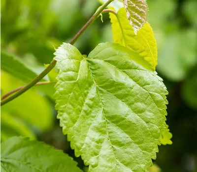 Morus platanifolia 'Fruitless' dachförmig