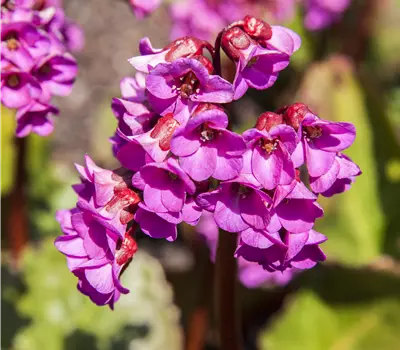 Bergenia cordifolia 'Winterglut'