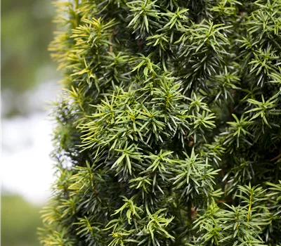 Taxus baccata Taxus baccata
