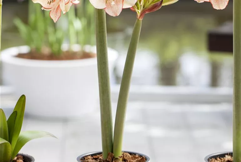 Hippeastrum 'Sonatini' Hippeastrum 'Sonatini'