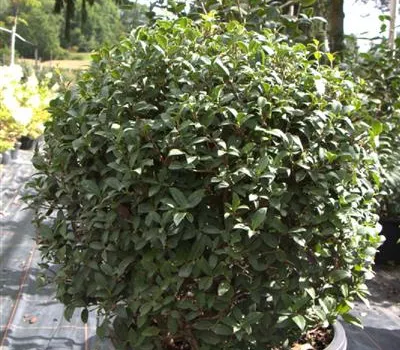 Osmanthus burkwoodii (x) Kugel