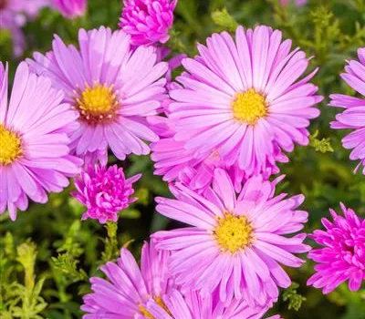 Aster (Dumosus-Gruppe) 'Nesthäkchen'