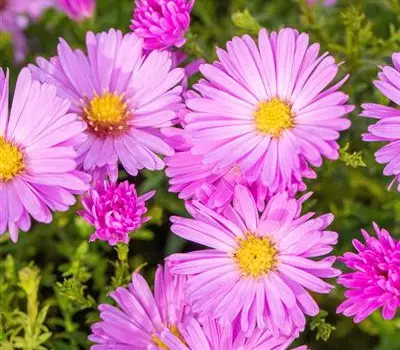 Aster (Dumosus-Gruppe) 'Nesthäkchen'