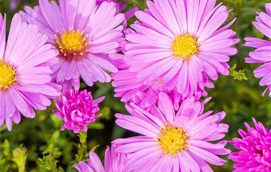 Aster (Dumosus-Gruppe) 'Nesthäkchen'