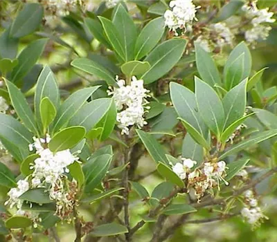 Osmanthus heterophyllus