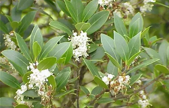 Osmanthus heterophyllus