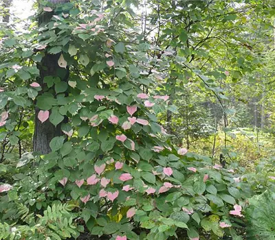 Actinidia kolomikta