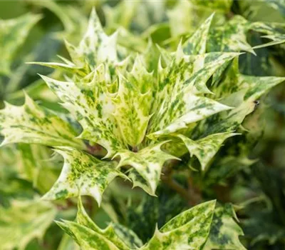 Osmanthus heterophyllus 'Goshiki'