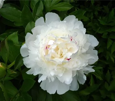 Paeonia (Lactiflora-Gruppe) 'Festiva Maxima'
