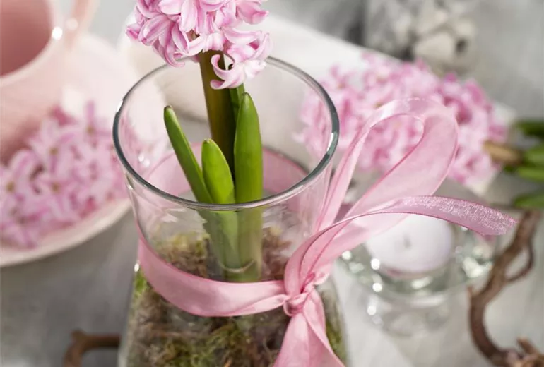 Hyacinthus Hyacinthus