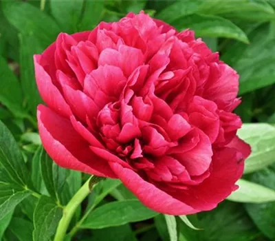 Paeonia (Lactiflora-Gruppe) 'Karl Rosenfield'