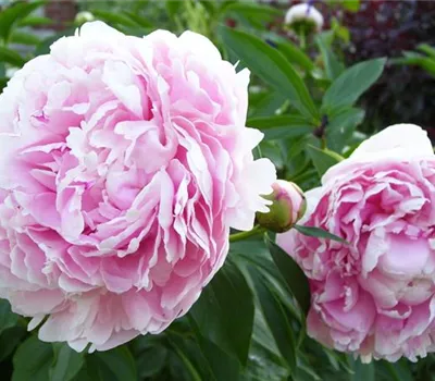 Paeonia (Lactiflora-Gruppe) 'Sarah Bernhardt'