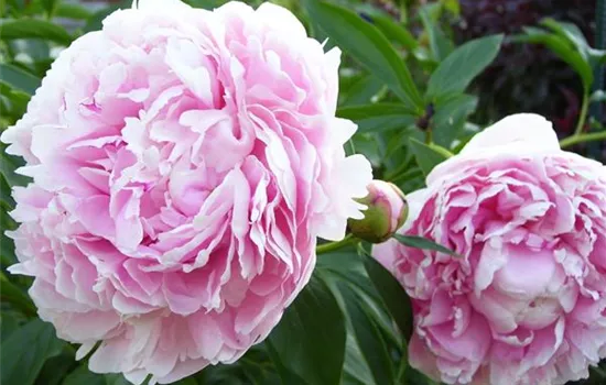 Paeonia (Lactiflora-Gruppe) 'Sarah Bernhardt'