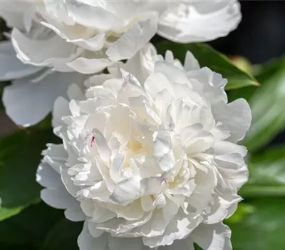 Paeonia officinalis 'Alba Plena'
