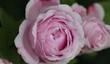 Hubers Duftrose