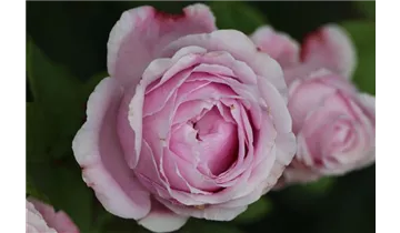 Hubers Duftrose
