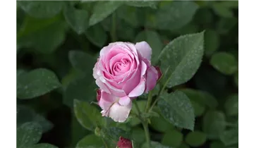 Hubers Duftrose