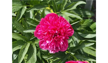 Pfingstrose